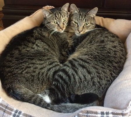 Major and LJ