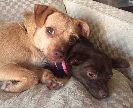 Missy and Ginger