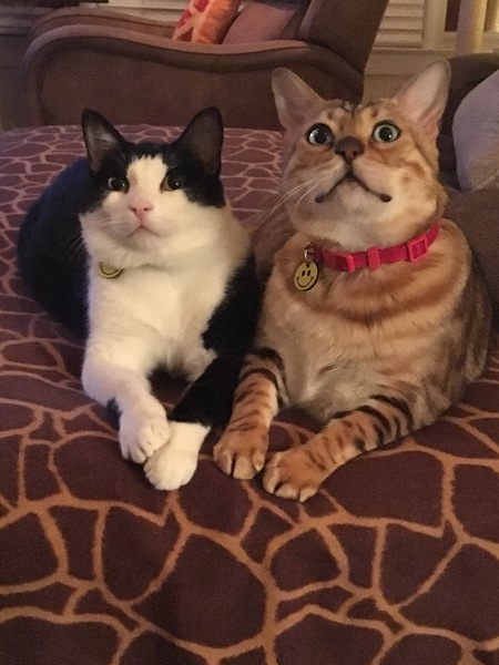 Blake and Tiger