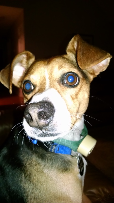 Scout