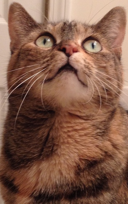Pebbles 