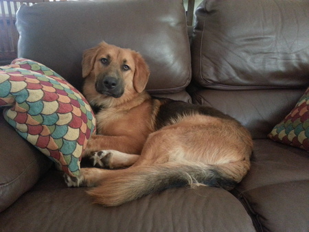 Hank
