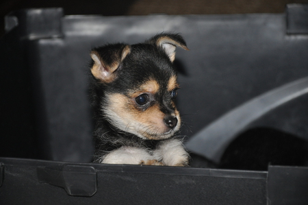Scrappy