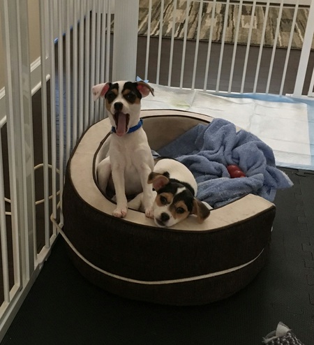 Bella and Sophie