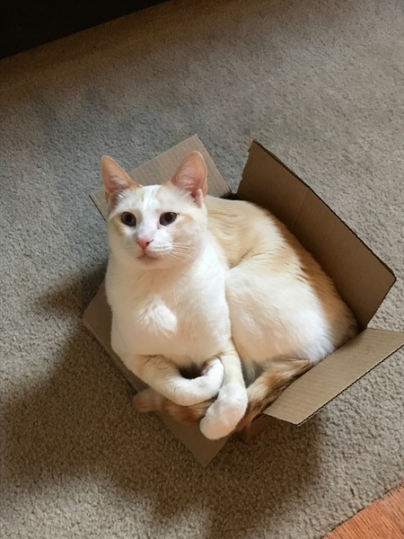 Oscar