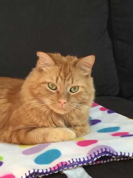 Chester