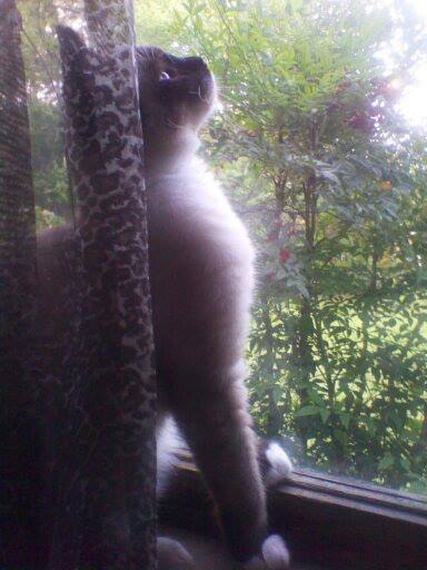 Roary