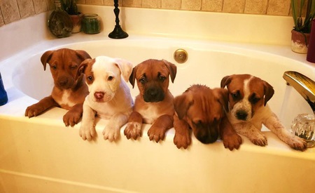 Gus Gus, aspen, Doug, nala and Bella 