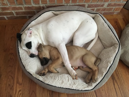 Samantha and Bomber