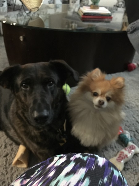 Carmella & Zeus 