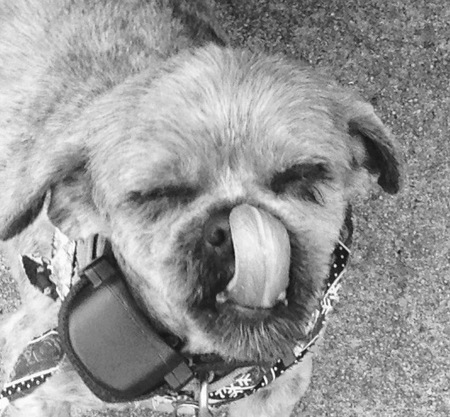 Chewy