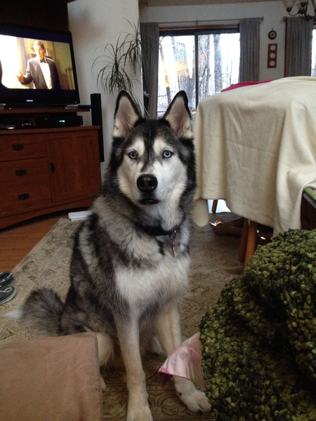 Logan