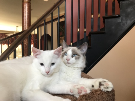 Bambi and Bella