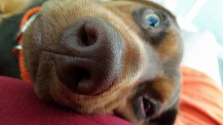 "Harley"