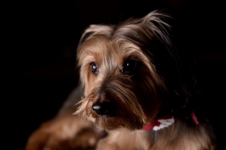 Bogey