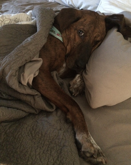 Willow