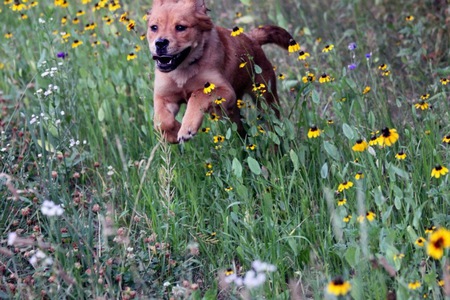 Tillie
