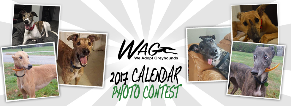 Banner for A Greyhound A Day Calendar Contest