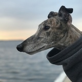 Entry image for Bruce