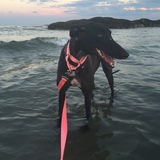 Entry image for Missy
