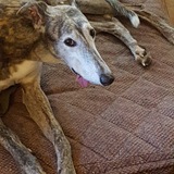 Entry image for Benny