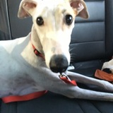 Entry image for Minnie 