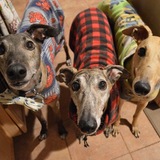 Entry image for The "I Can Has Treat?" Gang