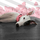 Entry image for Bailey (Edgewood)