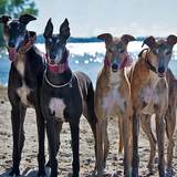 Entry image for Onyx. Elvira, Abby, Hank