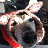 Entry image for Gardenia the Black-Nosed Reindeer