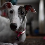 Entry image for Bailey