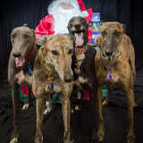 Entry image for Gryffin, Avalanche, Gabby & Jackson