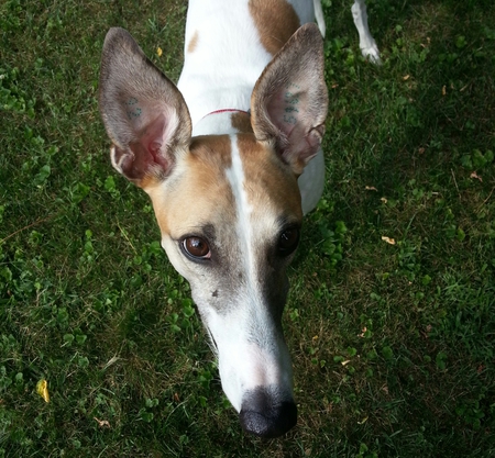 Entry image for Chiquita. Clicking this image will show a larger photo