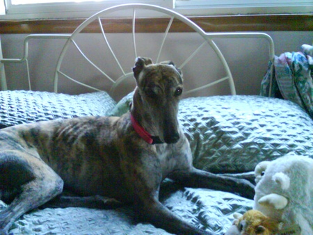 Entry image for Gabby. Clicking this image will show a larger photo
