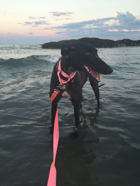 Entry image for Missy. Clicking this image will show a larger photo