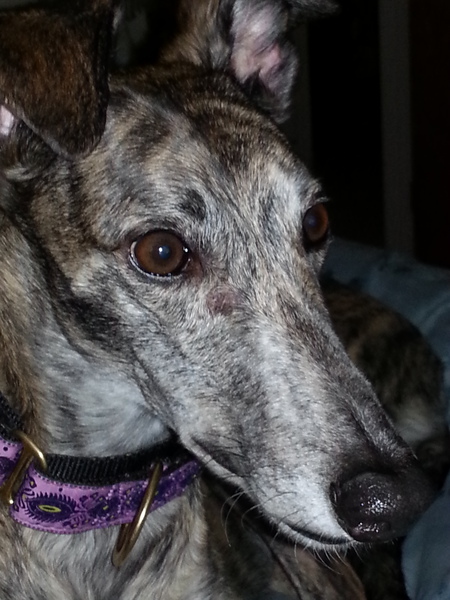Entry image for Grace. Clicking this image will show a larger photo