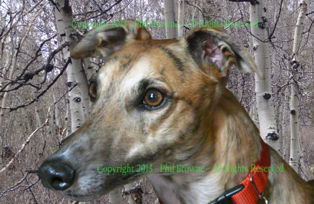 Entry image for Coco. Clicking this image will show a larger photo
