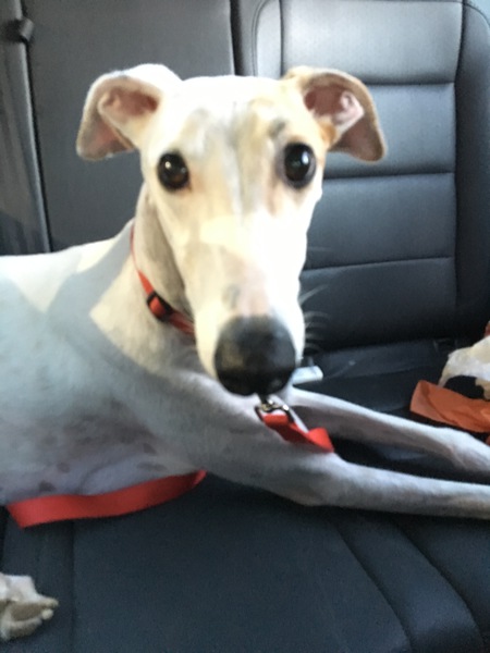 Entry image for Minnie . Clicking this image will show a larger photo
