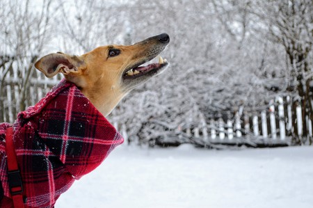 Entry image for Scarlet. Clicking this image will show a larger photo