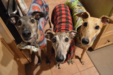 Entry image for The "I Can Has Treat?" Gang. Clicking this image will show a larger photo