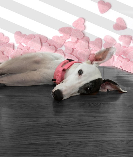 Entry image for Bailey (Edgewood). Clicking this image will show a larger photo