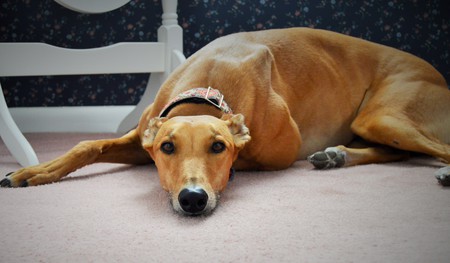Entry image for Sophie. Clicking this image will show a larger photo