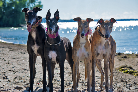 Entry image for Onyx. Elvira, Abby, Hank. Clicking this image will show a larger photo