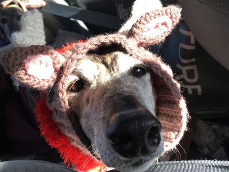 Entry image for Gardenia the Black-Nosed Reindeer. Clicking this image will show a larger photo