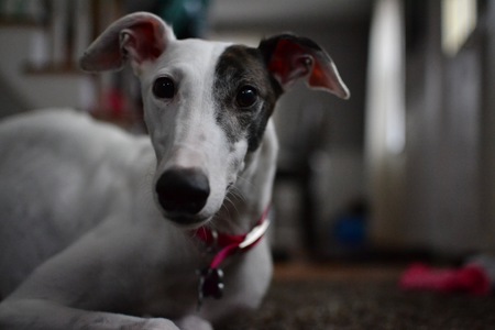 Entry image for Bailey. Clicking this image will show a larger photo
