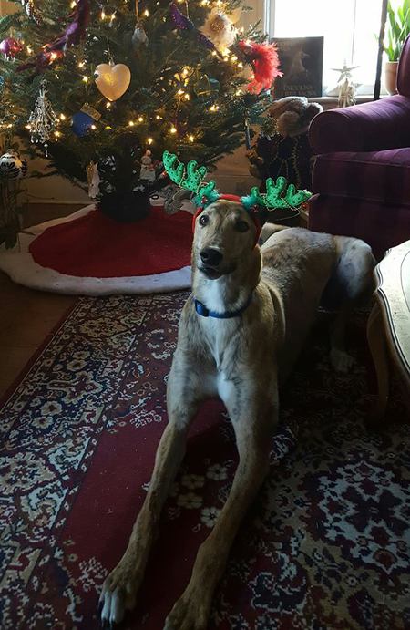 Entry image for Archie. Clicking this image will show a larger photo