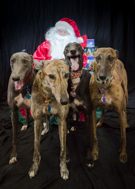 Entry image for Gryffin, Avalanche, Gabby & Jackson. Clicking this image will show a larger photo