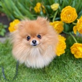 Entry image for Cookie