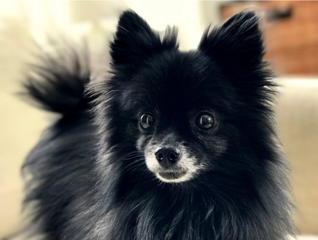 Entry image for Coco's Awesome!. Clicking this image will show a larger photo