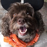 Entry image for Cookie